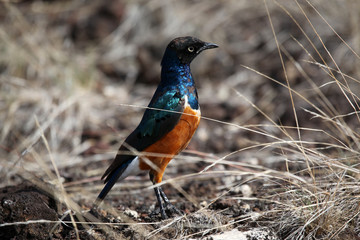 Superb Starling Blue and Orange Bird