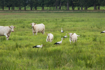 Fototapeta na wymiar Bociany i krowy na łące