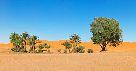 Oasis in the Sahara desert in Morocco