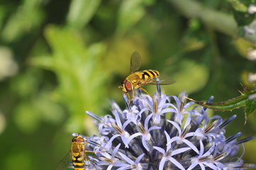 Schwebfliegen auf einer Kugeldistel