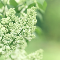 White Lilac Buds