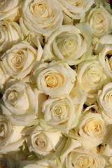 Group of frosted white roses