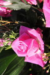 Frozen pink rose