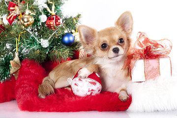 Chihuahua hua and New Year gifts