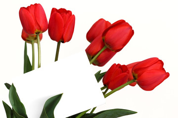 Red tulips with blank white card