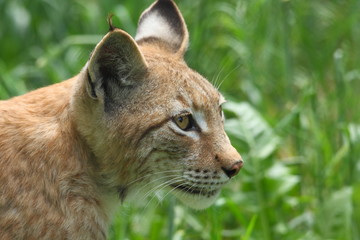 Lince Boreal - Lynx lynx