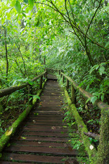 Classic wooden walkway in rain forest - Doi intanon, Chiang Mai