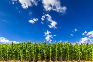 Corn Field © Maurizio De Mattei