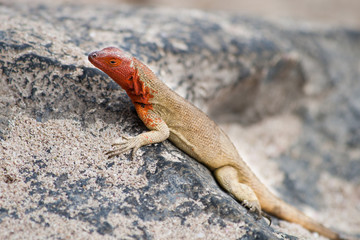 Española lava lizard, female