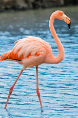 A grater flamingo, Galapagos