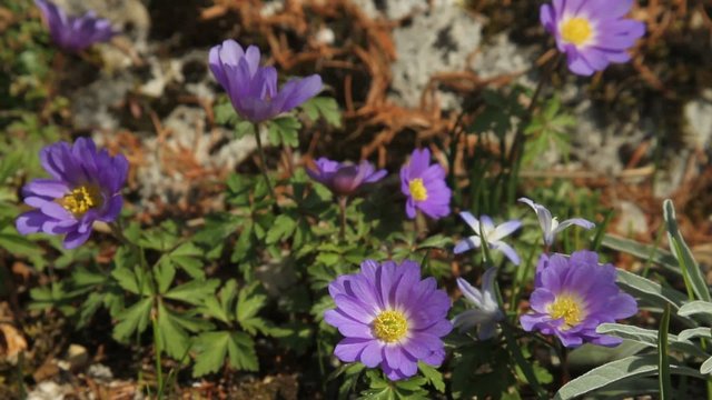 Anemone blanda