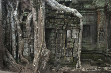 Fototapeta na wymiar Ta Prohm. Świątynie Angkoru. Camboya