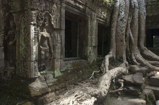 Ta Prohm. Templos de Angkor. Camboya