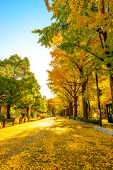 Golden yellow ginkgo trees at Yamashita Park in Kanagawa, Japan.