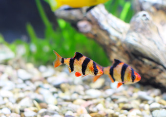 Naklejka premium Shoal of aquarium fish-Barbus. (Barbus pentazona)