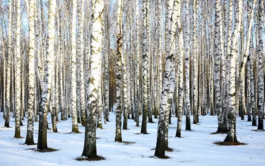  Zonnig sneeuwberkenbos in december © Elena Kovaleva