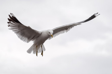Obraz premium Photo birds seagulls hovering in the sky