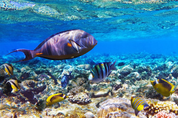 Coral and fish in the Red Sea. Egypt, Africa.