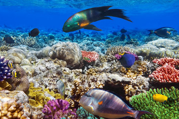 Fototapeta premium Coral and fish in the Red Sea.Egypt