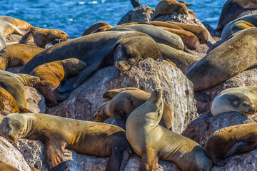 Obraz premium Sea Lions at Rest