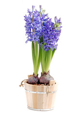 blue  hyacinth in wooden crate