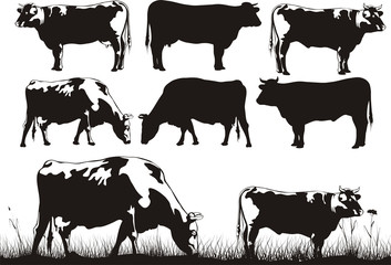 cattle for milk and meat