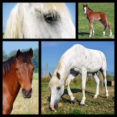 Photos mosaic of horses
