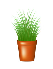 Grass in flowerpot