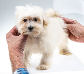 Colour lap-dog in studio