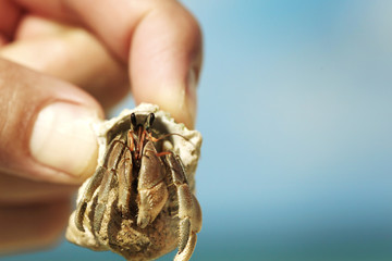 Cute tiny hermit crab held in a hand