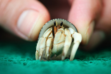 Cute tiny hermit crab held in a hand