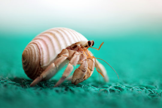 Hermit Crab Images – Browse 16,806 Stock Photos, Vectors, and