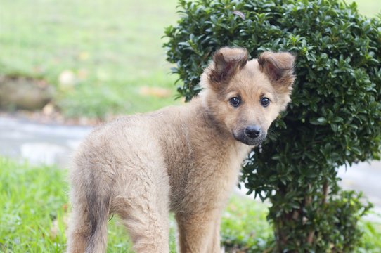 small Basque shepherd puppy standing near a bush, peering