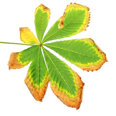 autumn dried leaf, isolated on white