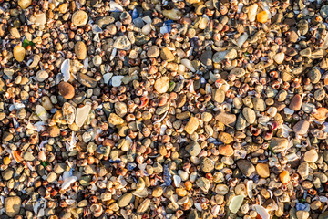 Various types of sea shells on the seashore