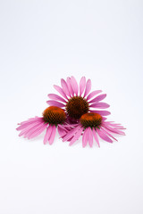 Pink coneflower head, isolated on white background