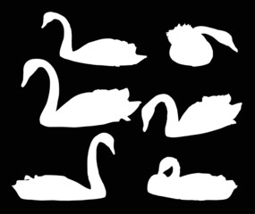 Obraz premium set of swimming swans isolated on black
