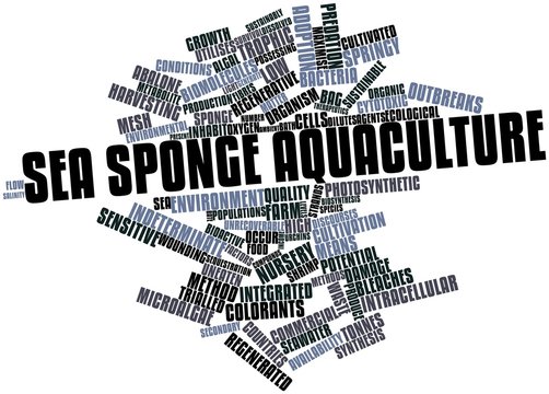 Word cloud for Sea sponge aquaculture