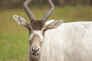 Addax