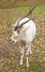 Addax