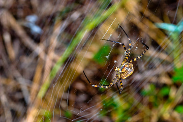Spider, Argiope bruennichi
