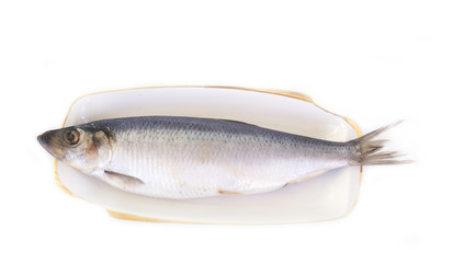 salted herring