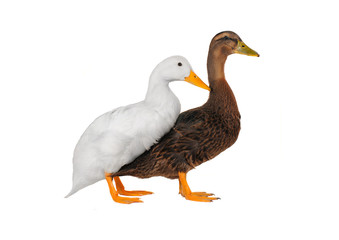 duck