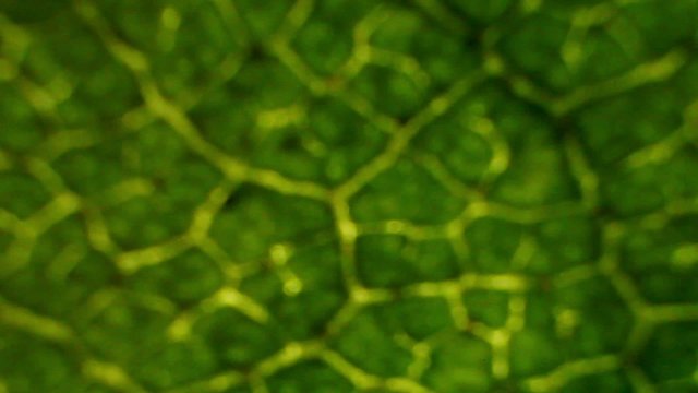 Birch leaf under the microscope, background. (Betula) 