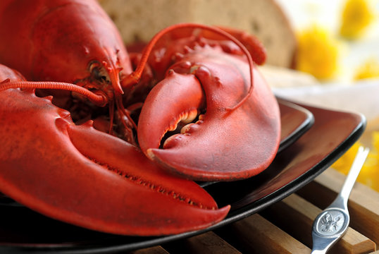 Boiled Atlantic Lobster