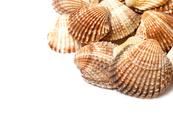 sea shells and empty space for your text