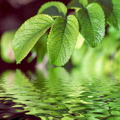 Obraz na płótnie Canvas Zielone liście odzwierciedla w wodzie