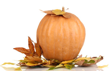 Ripe orange pumpkin yellow autumn leaves isolated on white