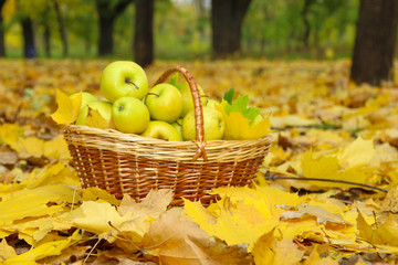 basket of fresh ripe apples in garden on autumn leaves