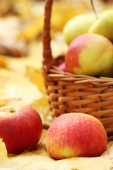 Naklejka na ściany i meble basket of fresh ripe apples in garden on autumn leaves